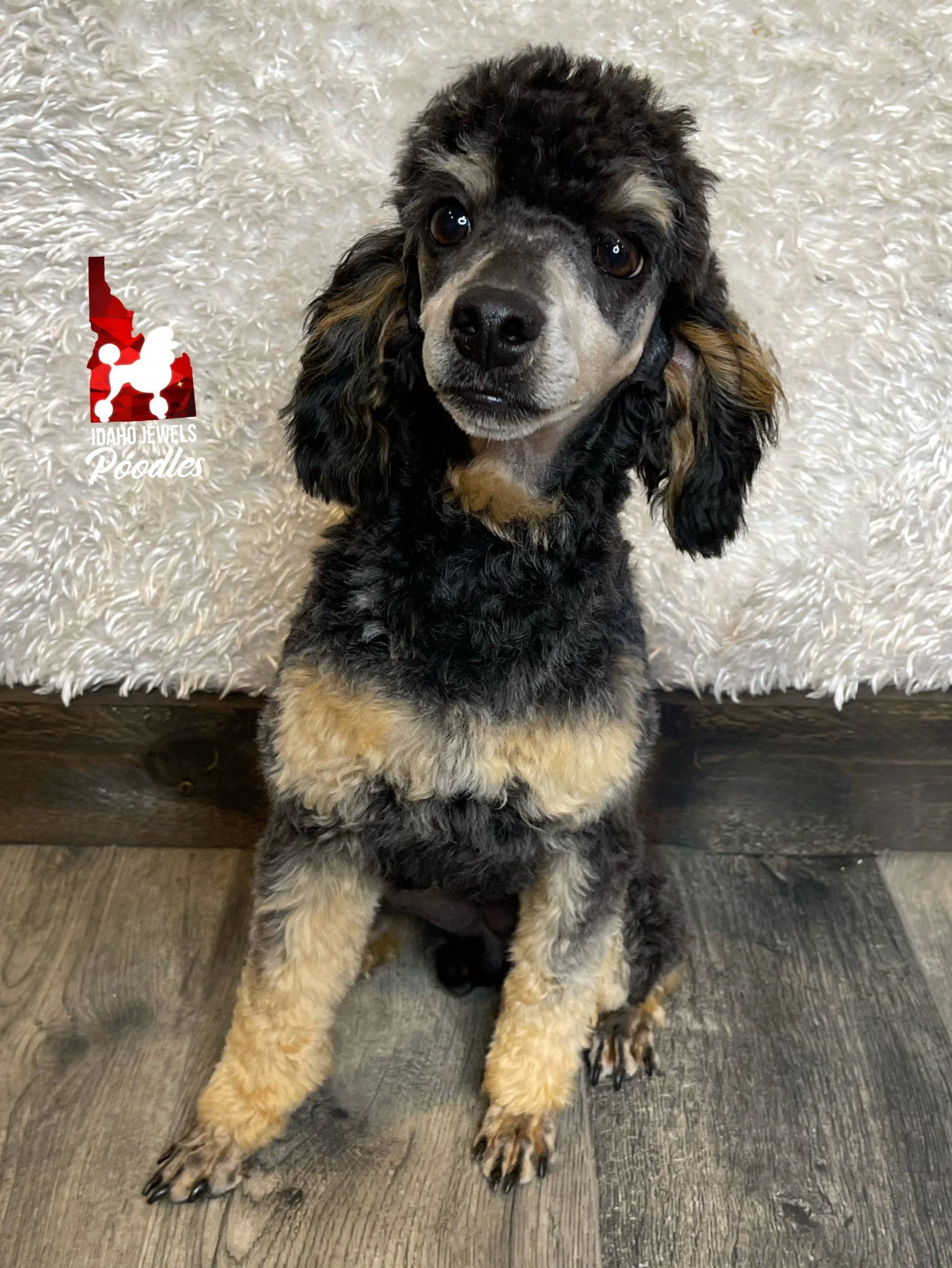 Idaho Jewels Poodles Snickers Black Phantom Parti Factored Mini Poodle Stud Service